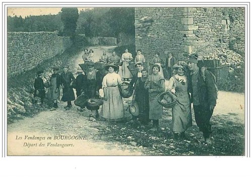 Die weinlese in burgund - die,