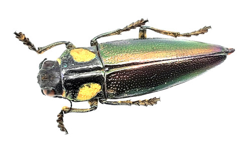 Buprestidae cyphogastra - buprestidae,,
