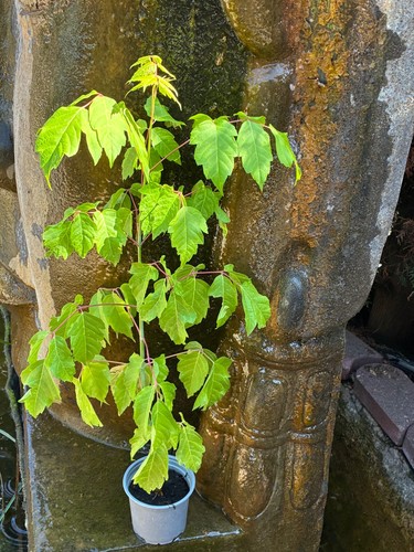 Acer negundo eschenahorn - acer, negundo,