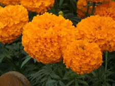  Studentenblume 50 Samen Tagetes erectus Antigua Orange Riesen Studentenblumen!!