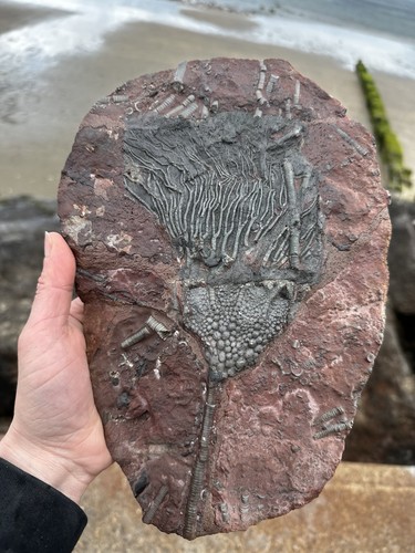 Marokkanische crinoid - marokkanische,