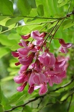 Indigofera tinctoria bengal - |,