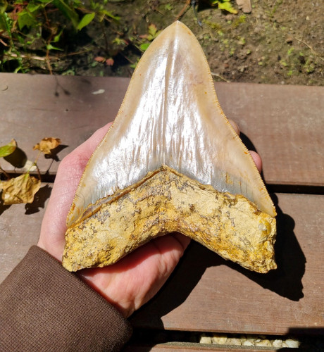 Massive indonesian megalodon - massive,