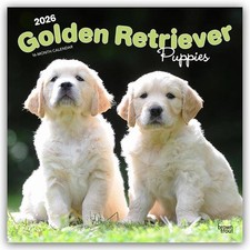 Golden Retriever Puppies -