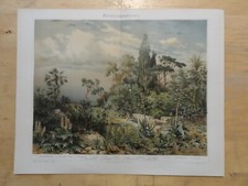Genuine chromolithograph - genuine(1894),