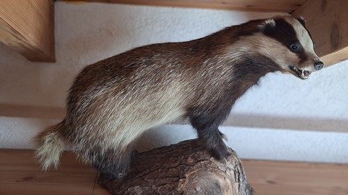 Tierpräparat ausgewachsener
