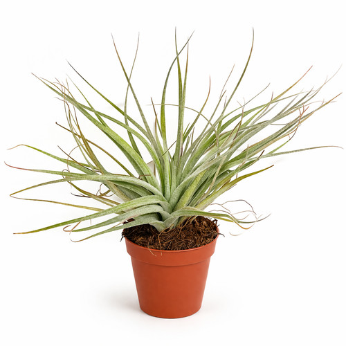 Tillandsia cotton candy - tillandsia, candy"