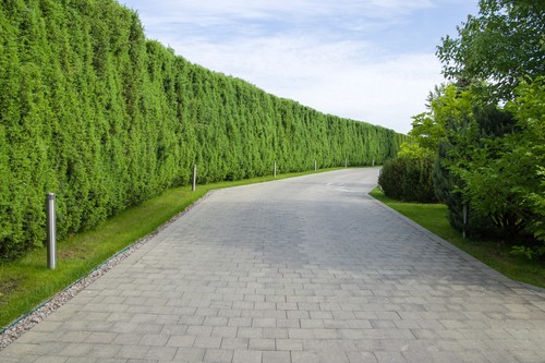 1st thuja brabant 100 125cm - thuja,