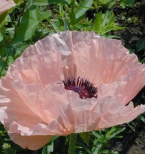 Türkischer Mohn Mrs Perry -