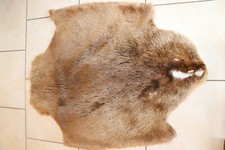 Biberfell Biber kanadischer