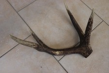 Hirschkrone Geweihstange