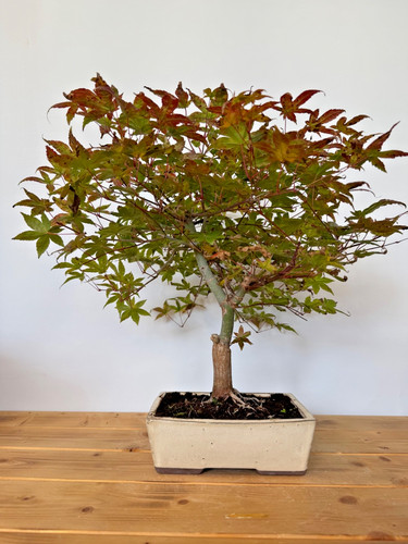 Bonsai acer palmatum deshojo - palmatum,