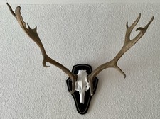 Hirschgeweih Abwurfstangen auf