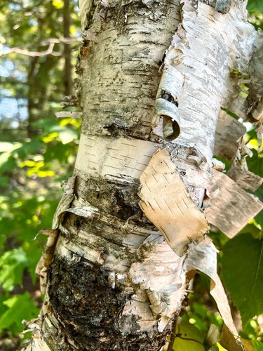 100 samen papier birke - 100, betula