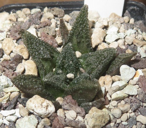 Ariocarpus hintonii matehuala - ariocarpus,