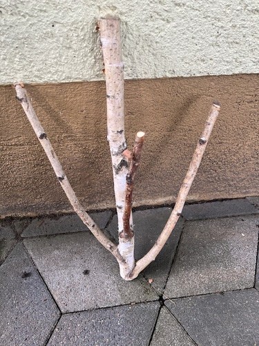 Ast birkenzweig deko diy - birkenzweig,