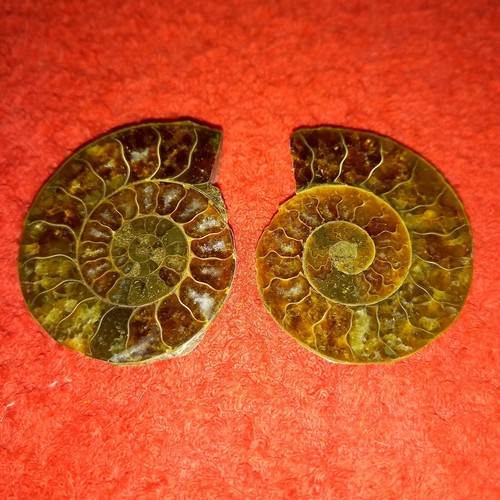 Perisphinctes paar ammonit - perisphinctes,