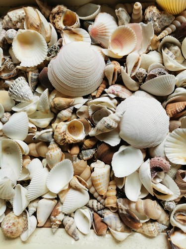 Muschelmix 1000 g - 1000,