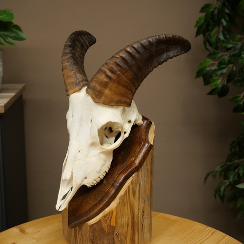 Mufflon - (ovis, gmelini