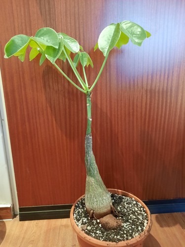Bombax ellipticum mit - ellipticum,