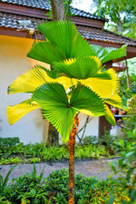 SAMEN Vanuata Palme Zimmer