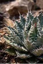 Agave utahensis var