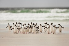 VLIES Fototapete-PINGUINE-(6527ah)-Natur Arktis Eis Polar Tierfoto XXL Wandbild