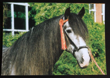 Postkarte Cartujano,PRE,Andalusier,Pferd,Pferde,Pferdepostkarte,AK,Ansichtskarte