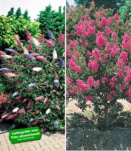 Blüten-Sträucher-Kollektion