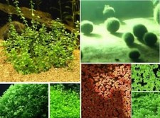 Wasserwald Moosball + Moosfarn Wasserpflanzen Set Teichpflanzen Aquarienpflanzen