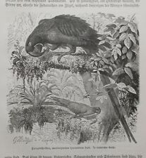 Hyazinth-Ara Anodorhynchus hyacinthinus Papagei Holzstich 1902  Ornithologie 