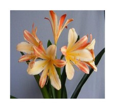 1x Clivia peach and pink pfirsischfarben Gideon Botha Pflanzen Samen Bulbs B973