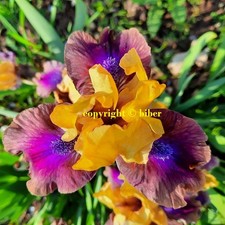 ZWERG Iris YODA Schwertlilie