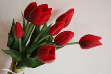 Tulpen 9er bund - tulpen, rot