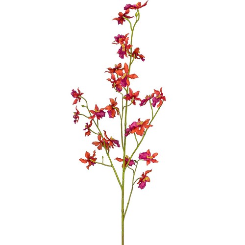 Gasper orchidee epidendrum - gasper,