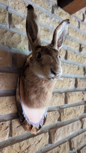 Präparierter hase jagd - präparierter,