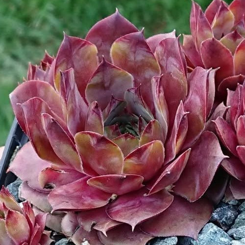 Sempervivum himbeermund 1 - "himbeermund",