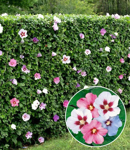 Hibiskus hecke pflanzen - 5,