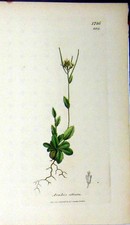 Original alter antiker Druck