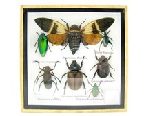 Einzelstück - echte