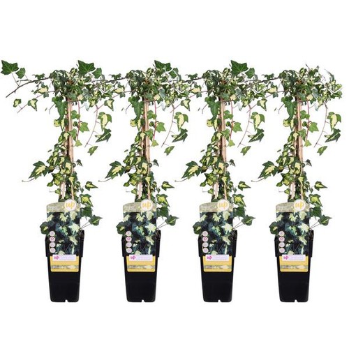 Hedera helix goldheart - hedera,
