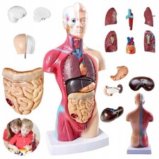 Human Body Model 15 Stück