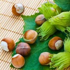 Haselnuss Lambert’s Weiße