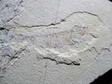 versteinerter Fisch ca. 45 mm aus dem Plattenkalk von Solnhofen Leptolepis?