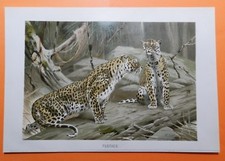PANTHER  Leopard  Panthera pardus Raubkatze  Lithographie  von 1891 W. Kuhnert