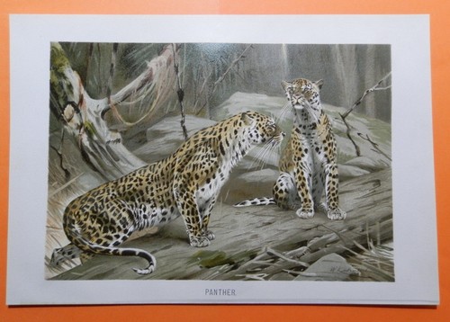 Panther leopard panthera - leopard,