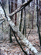 Gerhard Richter - Wald, 2008