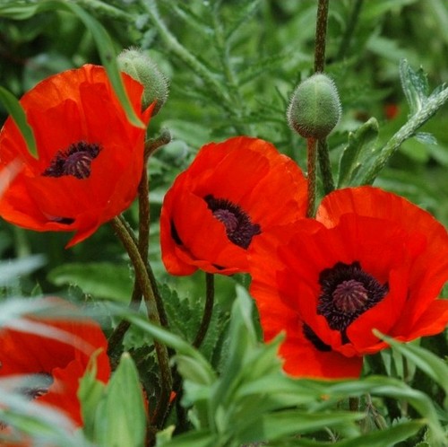 Riesenmohn 100 samen - riesenmohn, papaver
