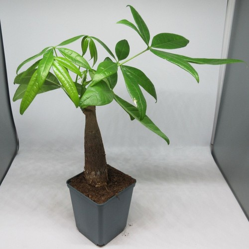 Pachira aquatica - ,