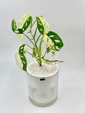 Monstera adansonii albo - monstera,